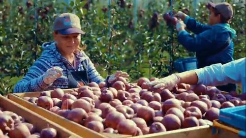 O nouă interdicție a exporturilor produselor vegetale din Republica Moldova în Rusia. Transnistria, exceptată de la regulă