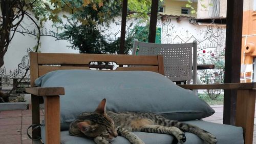 Cafenele cu pisici, fenomenul care a ajuns și în România / Istoria unui concept apărut în urmă cu un sfert de secol