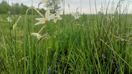 Turiştii sunt aşteptaţi duminică la Sărbătoarea Narciselor de la Negraşi, județul Argeș