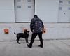 VIDEO demonstrativ: Câinii de la Autoritatea Vamală din România în acțiune. Cum se antrenează pentru a combate criminalitatea organizată legată de migrație