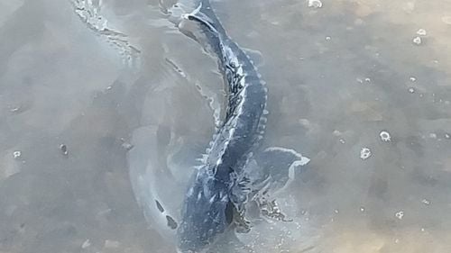 1.000 de puieți de sturion eliberați în Dunăre, în județul Mehedinți, în cadrul unui proiect internațional