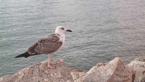 Cod galben de vânt şi ceaţă în mai multe judeţe ale ţării