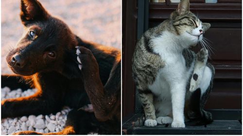 Pot fi animalele de companie alergice la oameni? Un nou studiu lămurește problema (VIDEO)