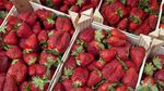 Raport PAN Europe: Căpșunile din UE conțin frecvent reziduuri de pesticide PFAS și substanțe cu efect de perturbare endocrină / Critici la adresa modificării legislației europene