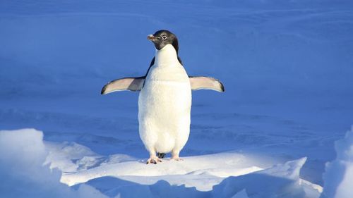 EXPEDIȚIE ONLINE: Pe urmele pinguinului Apolodor prin toată lumea, live pe Internet