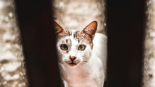 “Decizii sfâșietoare” din cauza creșterii prețurilor la energie în Marea Britanie / „Nu-mi permit să-mi hrănesc și să am grijă de frumoasa mea pisică. Vă rog să aveți grijă de pisica mea într-un mod în care eu nu pot. Dumnezeu să mă ierte”