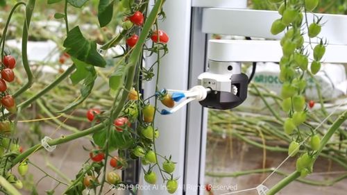 VIDEO Un robot care culege roșii, creat de o companie americană pentru a rezolva criza forței de muncă. Funcționează pe bază de senzori care detectează tomatele coapte