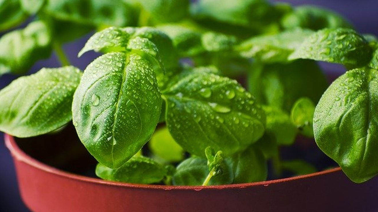Fermierii urbani se înmulţesc în contextul măsurilor de carantină impuse din cauza coronavirusului