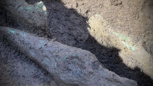 Două topoare întregi de cupru cu brațele în cruce, datând din 4300 - 3900 înaintea erei noastre, descoperite în Mureș / Este primul tezaur eneolitic din județ și al doilea din Transilvania