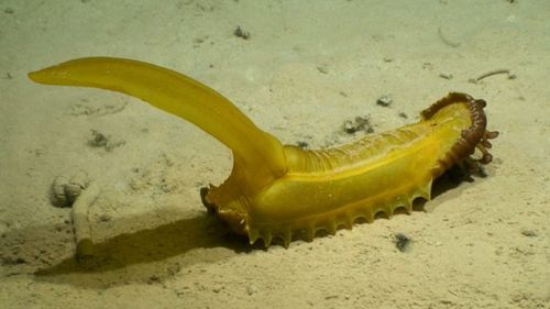 FOTO Peste 30 de noi specii, descoperite de oamenii de știință în adâncul oceanelor