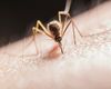 De ce nu ar trebui să te scarpini după o înțepătură de insectă? Cercetătorii explică mecanismul din spatele mâncărimii