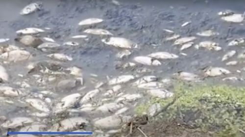 Posibilă poluare a râului Bicaz, unde mai mulţi peşti plutesc pe luciul apei. Mesaj RO-Alert pentru a informarea locuitorilor din patru comune