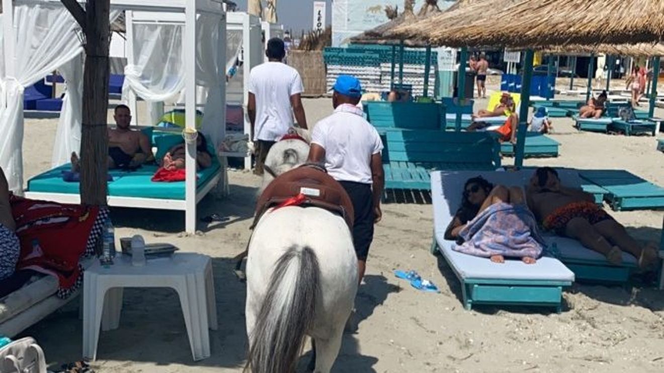 Se înmulțesc amenzile pentru exploatarea poneilor pe plajă/ Alți trei bărbați au fost amendați cu câte 3000 de lei pentru că au deshidratat și chinuit animalele/ Poneii au fost preluați de autorități