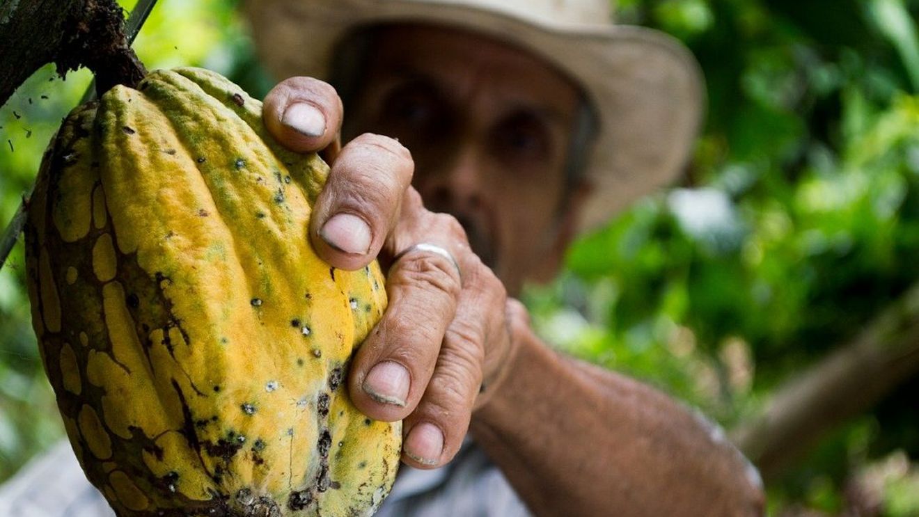 Preţurile la cacao sunt la cel mai ridicat nivel din ultimii 44 de ani