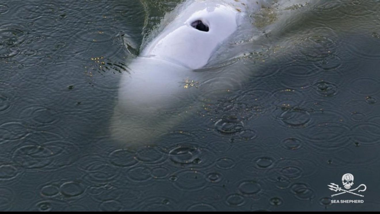 Balena beluga care s-a rătăcit în fluviul Sena va fi mutată într-un bazin cu apă sărată aproape de mare