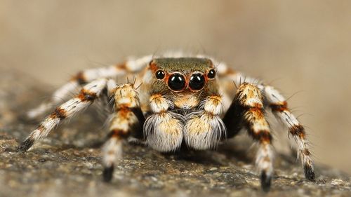 Un băiat de 11 ani din Arad colecţionează şerpi, tarantule şi scorpioni şi participă la expoziţii