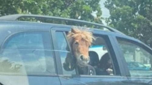 Imaginile zilei: Ponei plimbat cu mașina prin Iași