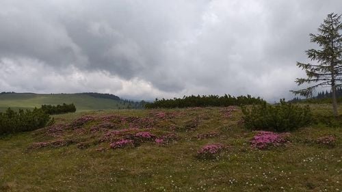 FOTO Bujorul de munte a început să înflorească în Munții Rodnei