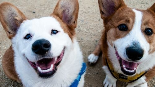 Cel mai bun prieten al omului poate călători "cu stil": A fost lansată BARK Air, prima companie de zbor pentru câini și stăpânii lor/ Cât costă o cursă