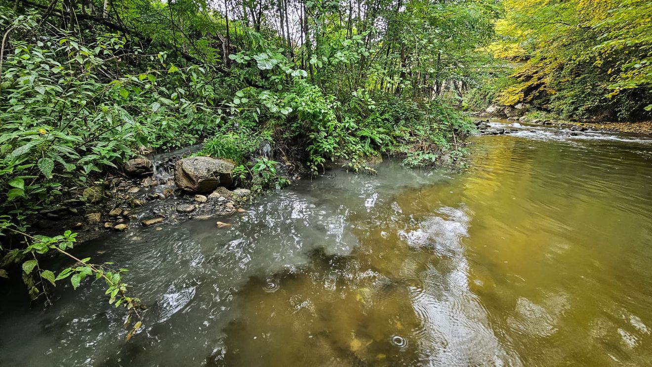 Conservaționistul Alex Găvan semnalează poluare masivă pe râul Vâlsan, unde trăieşte aspretele, cel mai rar peşte de apă dulce din Europa: Vâlsanul e o bombă cu ceas. O chestiune de sănătate publică