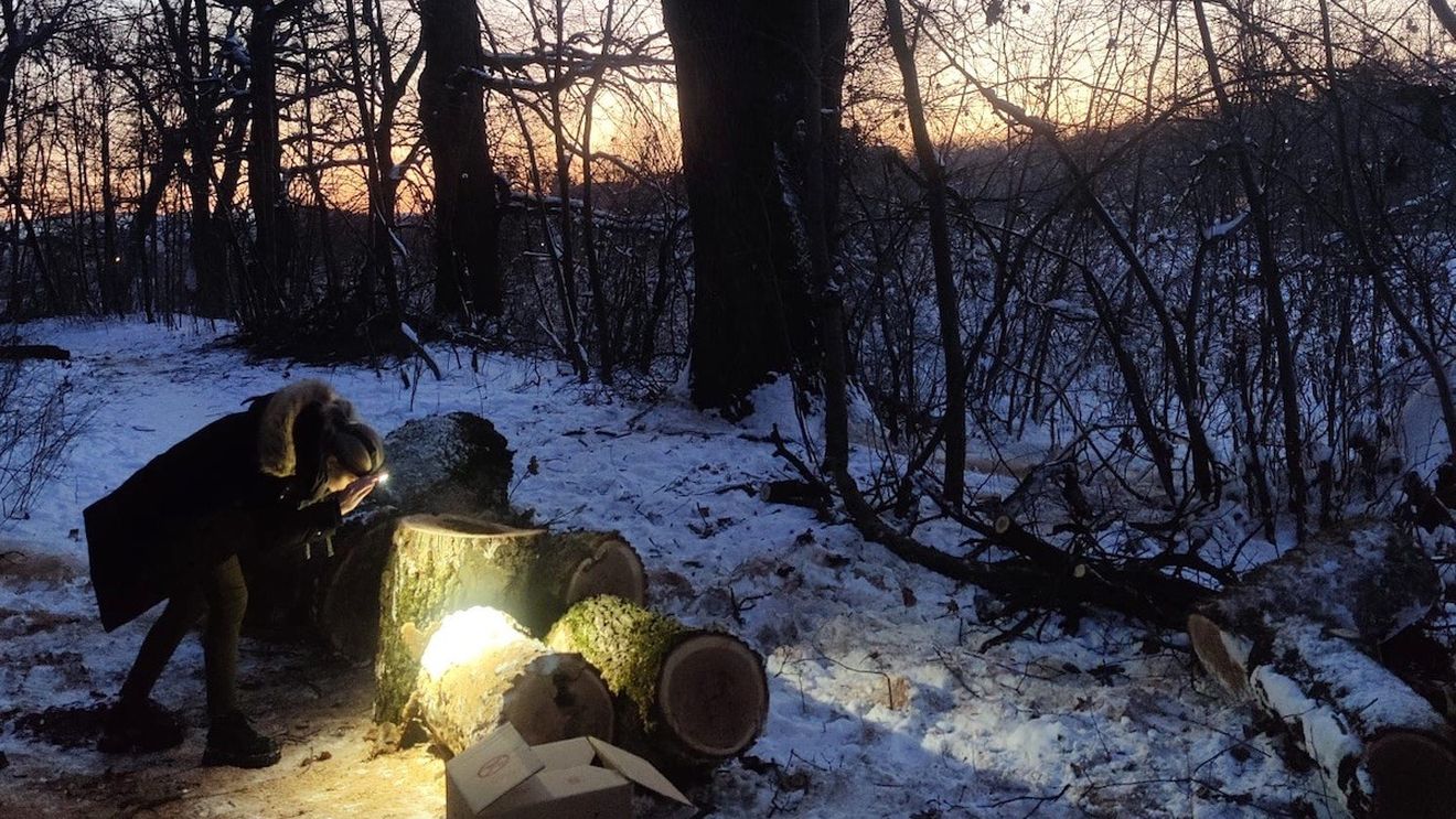 Turnul Sfatului: Lilieci tăiați cu drujba în parcul Sub Arini din Sibiu / Mamiferele protejate de lege trăiau în scorburile unor arbori puși la pământ
