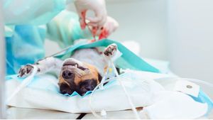 De ce sterilizarea îi poate salva viața prietenului tău necuvântător / Medic: Reduce riscul de cancer mamar la femele și elimină riscul de cancer testicular la masculi/ Alte beneficii ale castrării
