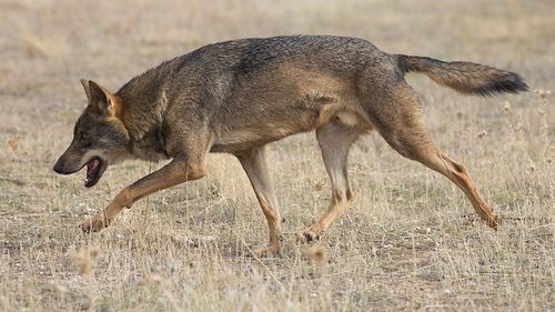 Epidemia de pestă porcină: Bulgaria va opri cu urină de lup mistreţii de la graniţa cu România