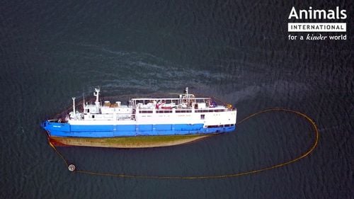 Organizația Animals International face plângere la DNA pentru ”corupție sistemică a autorităților române”, după ce s-a descoperit că nava cu oi din Portul Midia ar fi fost supraîncărcată ilegal