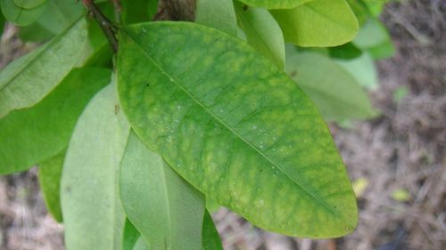 Înalta Curte: Introducerea de droguri în ţară este considerată săvârşită când inculpatul a trecut cu stupefiantele în spaţiul aerian al României/ Decizia, luată în dosarul unui pictor din Cluj care a adus în ţară 36 de grame de frunze de coca