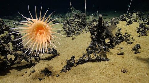 La mare adâncime în Oceanul Arctic trăiesc plante care s-au adaptat la absenţa aproape completă a luminii, arată un studiu publicat în Nature Communications