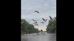 VIDEO | Pauza de respirație: Canal din Delta Dunării, „blocat” de zeci de pelicani