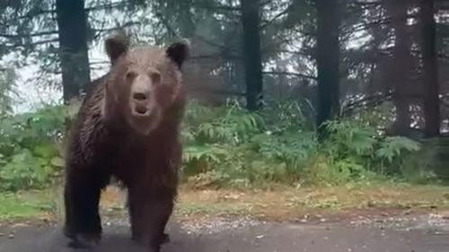 VIDEO Poliţiştii de la Rutiera Sibiu s-au întâlnit cu un urs în timp ce patrulau pe Transfăgărăşan / Cum au procedat și ce recomandări au
