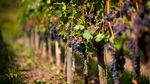Podgoria Aradului. Nouă primării din județ și producătorii de vin vor să se unească pentru promovarea turistică / În 1990 existau aici 6.500 de hectare de viță de vie, în prezent mai sunt doar 1.000 de hectare