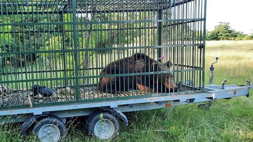 Al doilea urs capturat în comuna Măneciu, județul Prahova, în doar câteva zile