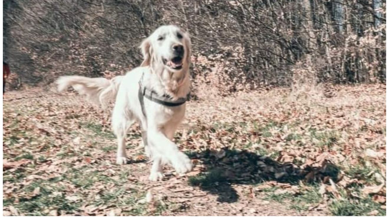 Yukan’na, o cățelușă de salvare rasa Golden Retriever, s-a pierdut în zona Galda de Jos din județul Alba / Salvamont România oferă recompensă pentru găsire ei