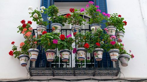 Ce să plantezi pe balcon în România: ghid complet pe fiecare dimensiune de spațiu