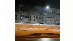 VIDEO Urs filmat în municipiul Sibiu, luni seară. A fost emis mesaj RoAlert