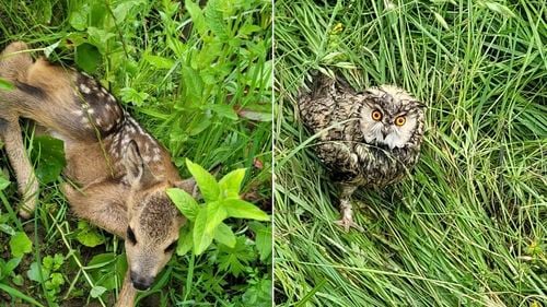 O căprioară și o bufniță, salvate de drumarii din Covasna / Tot aici au murit uciși de autoturisme 24 de urși, anul trecut și în primele 5 luni din acest an