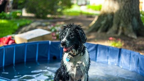 Cum alegem cea mai potrivită piscină pentru câini? Sfaturile antrenorilor și dresorilor