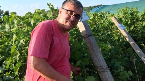 Momentul potrivit pentru a culege via / Sergiu Gorjan (Stațiunea de Cercetare Viti-vinicolă Drăgășani): „Strugurii culeși prea devreme înseamnă un vin de proastă calitate”