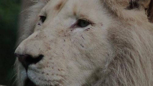 Leul alb de la Zoo Brașov nu e neîngrijit, e doar bătrân, explică directorul instituției / Controverse asupra felului în care sunt îngrijite animalele de aici / „Noi nu eutanasiem animale. Conform legii, putem face acest lucru”