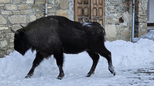 VIDEO Un zimbru intră în curtea Mănăstirii Neamț / Cel mai probabil a ieșit din Parcul Natural Vânători Neamț