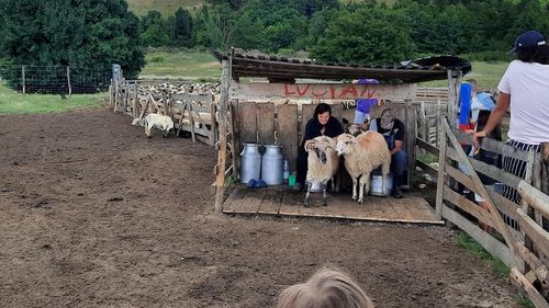 Ciobanii din Olt anunță că preţul cărnii de miel va fi mai mare cu 40% față de anul trecut