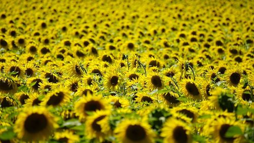 Încă o cultură de floarea-soarelui a fost recoltată de hoți: două hectare din Giurgiu au fost treierate de persoane necunoscute. Polițiștii au deschis dosar penal