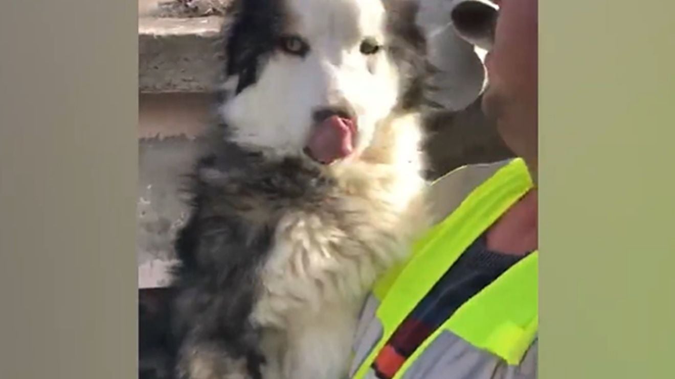 VIDEO Turcia: Câinele Aleks, salvat miraculos după 23 de zile petrecute sub dărâmături