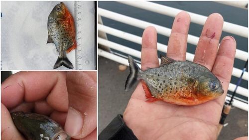 Pește piranha, găsit în Crișul Repede, în centrul municipiului Oradea / Șeful Gărzii de Mediu Bihor anunță o anchetă