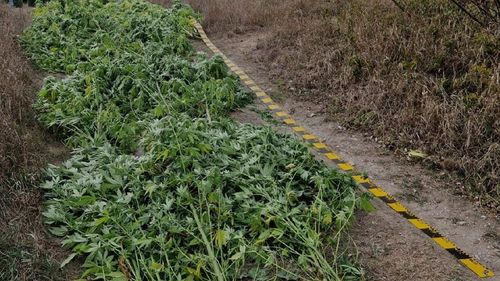 SURSE: Fost procuror din Vrancea, prins cu plantație de canabis în podgorie / Susține că face o plăcintă tradițională