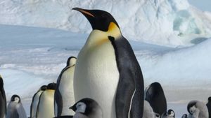 Mii de pui de pinguin imperial au murit în Antarctica în urma ruperii gheţii / Gheaţa de sub ei s-a topit şi s-a rupt înainte ca aceştia să aibă dezvoltate penele impermeabile necesare pentru a înota în ocean