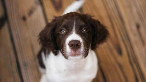 Câinele își uită foștii stăpâni? Adevărul emoționant despre cum își amintește trecutul chiar și după ce ajunge într-o nouă familie