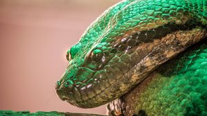 O nouă specie de șarpe gigant a fost descoperită în pădurea tropicală amazoniană / Se crede că este cel mai mare șarpe din lume